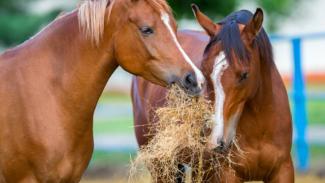 Ultrasonic water streams reduce infection risk in horse and cattle feed hay